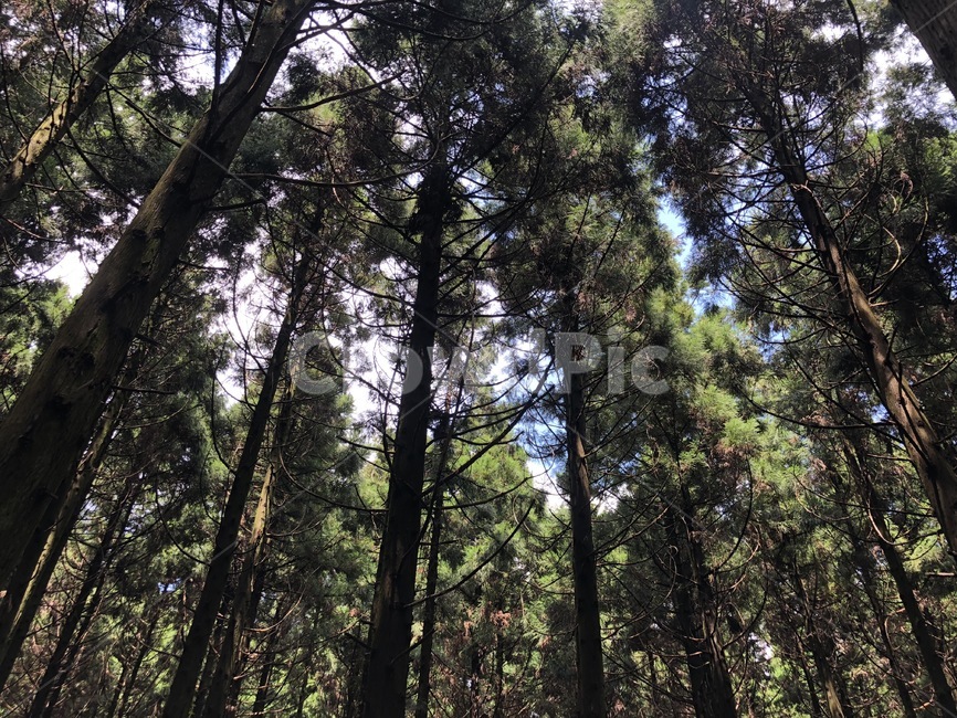 숲,나무,제주도,사려니숲,자연,힐링,forest,산림욕
