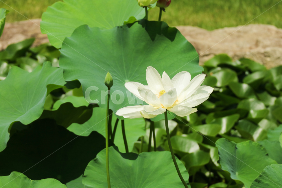 백련,연꽃,수련,꽃,흰꽃,하얀꽃,수생식물,꽃송이,꽃봉오리,정원,잔디밭,풀밭,여름,계절,식물,자연,식물,자연,plants,nature,꽃,flower