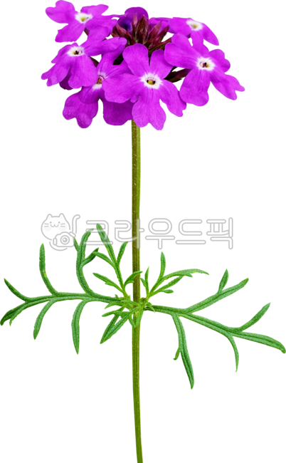 꽃,flower,히브리다버베나,버베나,개화,블로섬,꽃잎,보라색,식물,줄기,잎,verbenahybrida,verbena,gardenverbena,flowering,blossom,petal,pink,plant,purple,stem,leaf