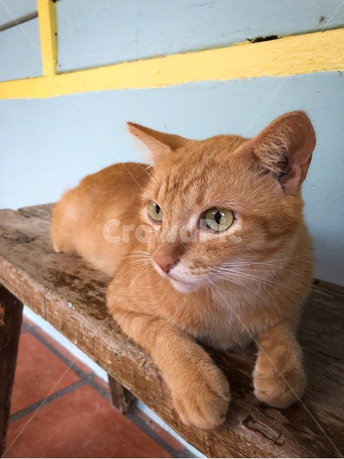 고양이,동물,길고양이,cat,animal,단모종,숏헤어,브리티시크림,노란고양이