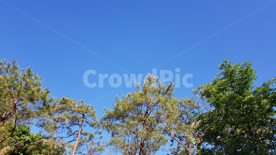 하늘,파란하늘,나무,sky,tree,낮