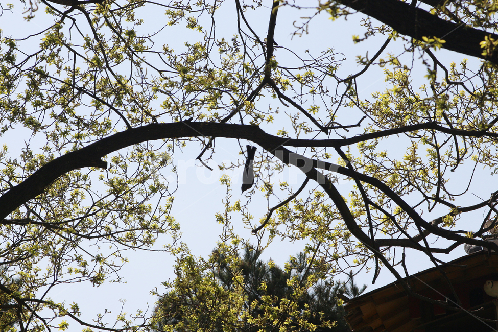 자연,풍경,야외,새,나무,봄,계절,spring,season,식물,자연,plants,nature,꽃,flower,tree,plant,tree trunk,나무 줄기