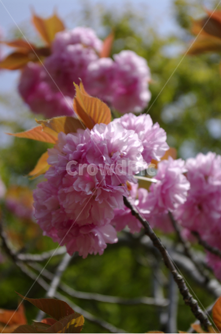겹벚꽃,꽃,flower,식물,plant,식물,자연,plants,nature,꽃,flower