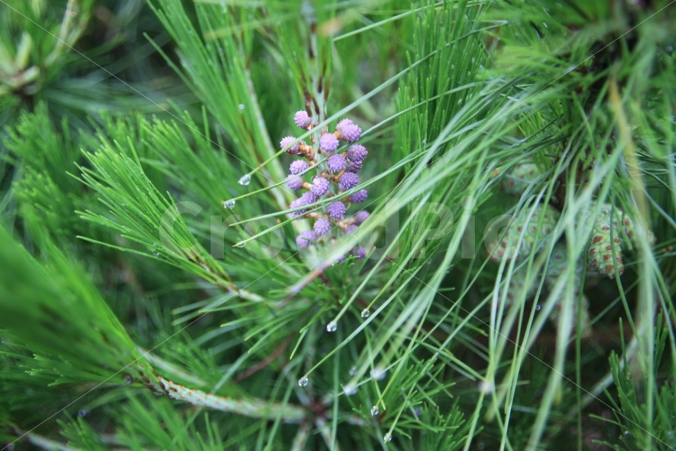 이슬,소나무,결실,햇순,아침,식물,자연,plants,nature,꽃,flower