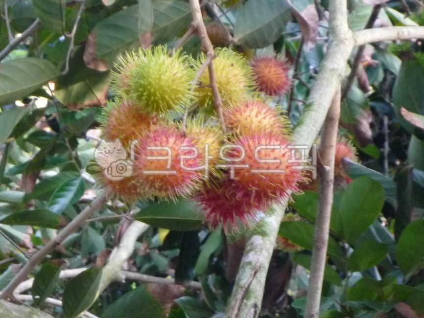Southeast Asian fruits,Fruit,fruit,plant,Rambutan