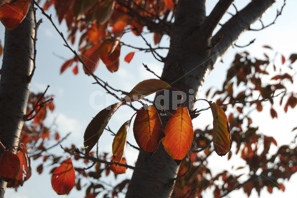 나무,나뭇잎,잎사귀,단풍,가을,하늘,빨강,leaf,잎,plant,식물,tree,leaves,foliage,autumn,sky,red,가을,계절,fall,autumn,season