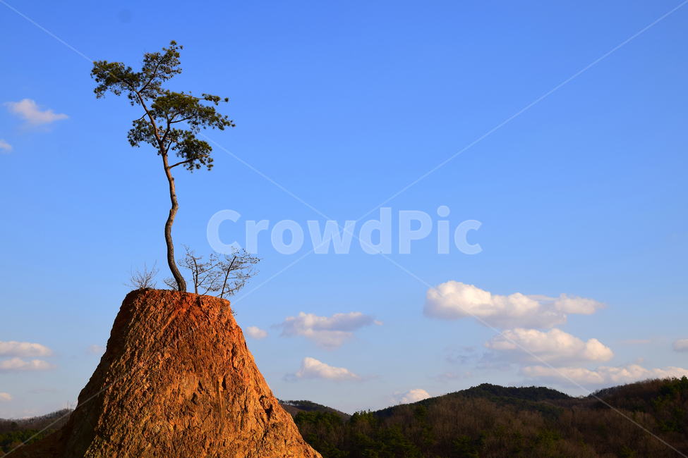 소나무,푸른하늘,파란하늘,구름,나무,pine,bluesky,sky,clouds,tree