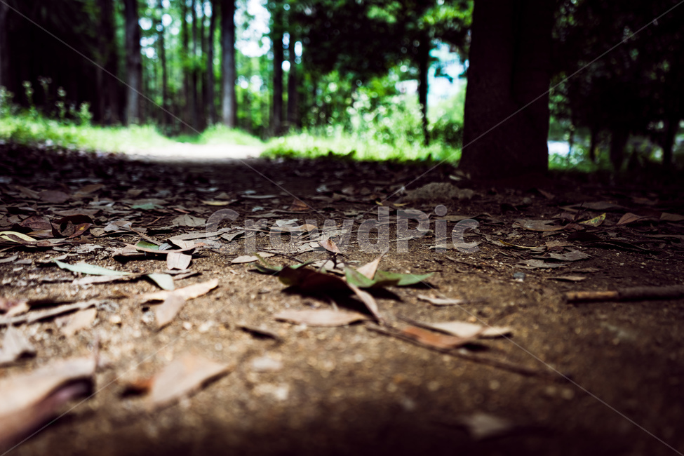 흙,공원,산책로,낙엽,나무,여름,숲,풀,식물,자연,sand,park,walk,wood,forest,plants,nature,beautiful,summer,low,식물,자연,plants,nature,나무,trees,wood