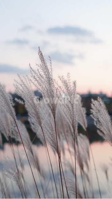 plant,식물,grass,lawn,잔디,reed,갈대,가을,공원,호수,하늘,노을,구름,붉은노을,노을빛,물결,호수공원