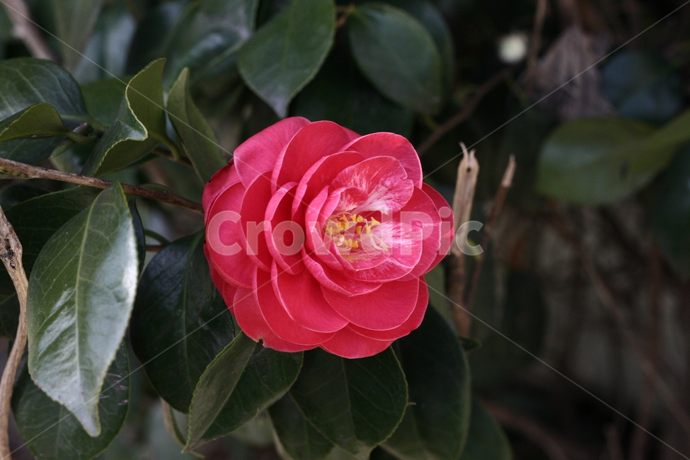 plant,식물,rose,장미,flower,꽃,blossom