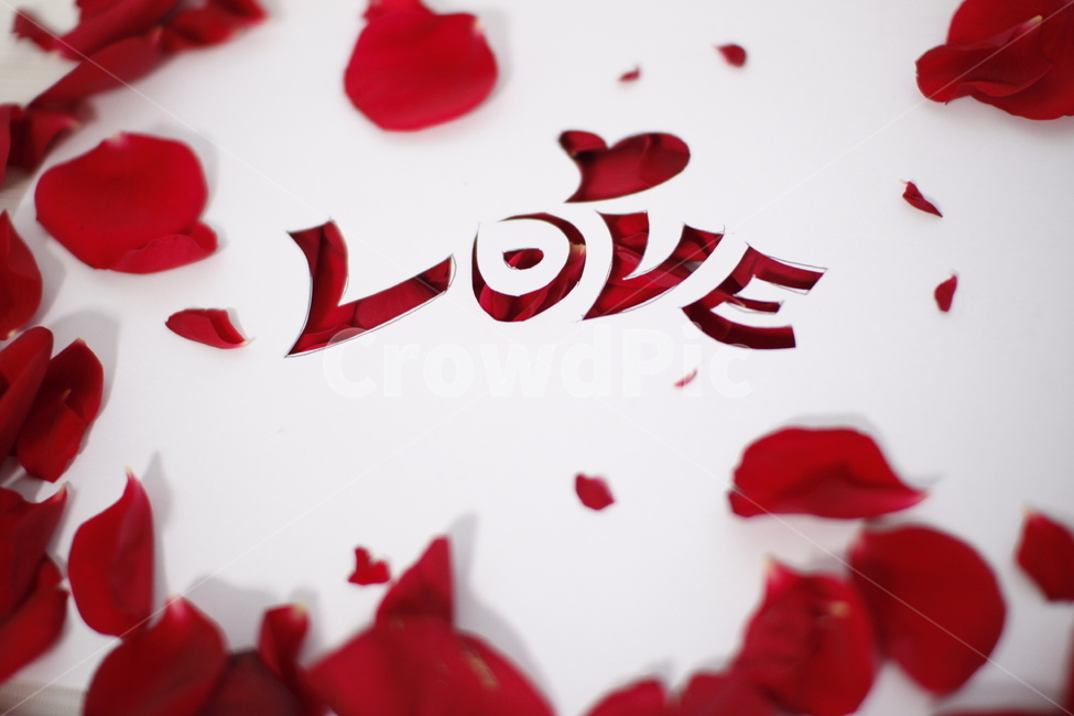 발렌타인데이,사랑,love,장미,빨강,레드,캘리그라피,꽃,flower,연인,커플,사랑,lover,couple,감정표현,기분,feeling,emotion,기념일,축하,anniversary,congratulation,celebrate,celebration,연출,컨셉,콘셉,direction,concept