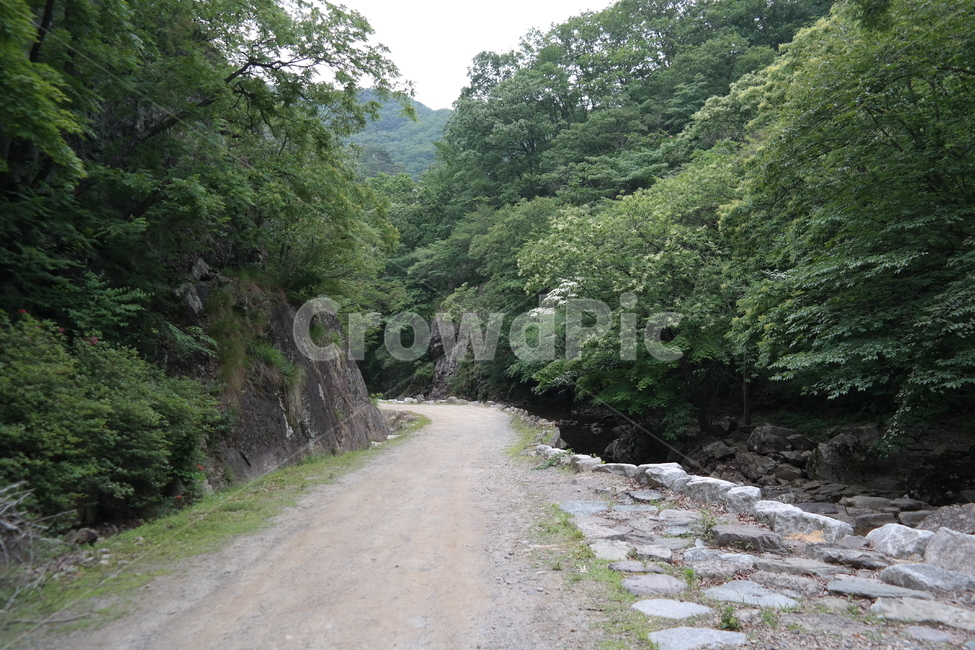 산,숲,나무,오솔길,자연,산책,등산길