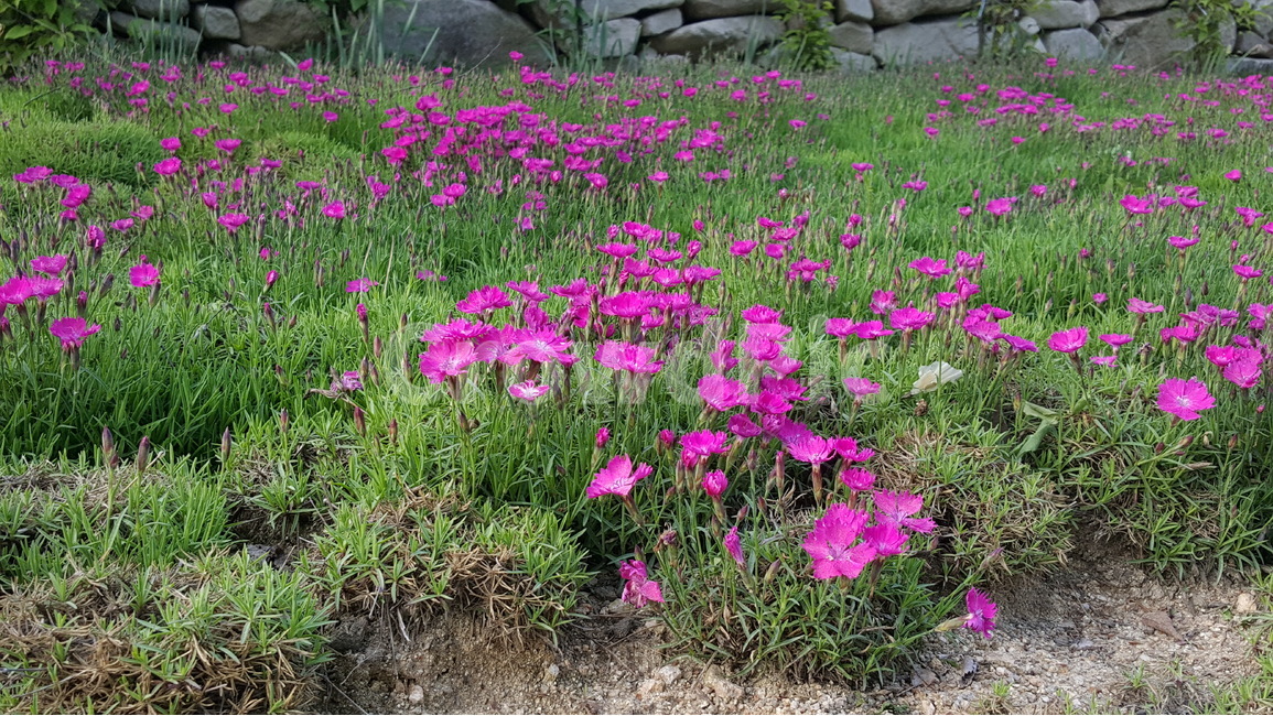 꽃,봄,야생화,식물,생명,식물,자연,plants,nature,꽃,flower