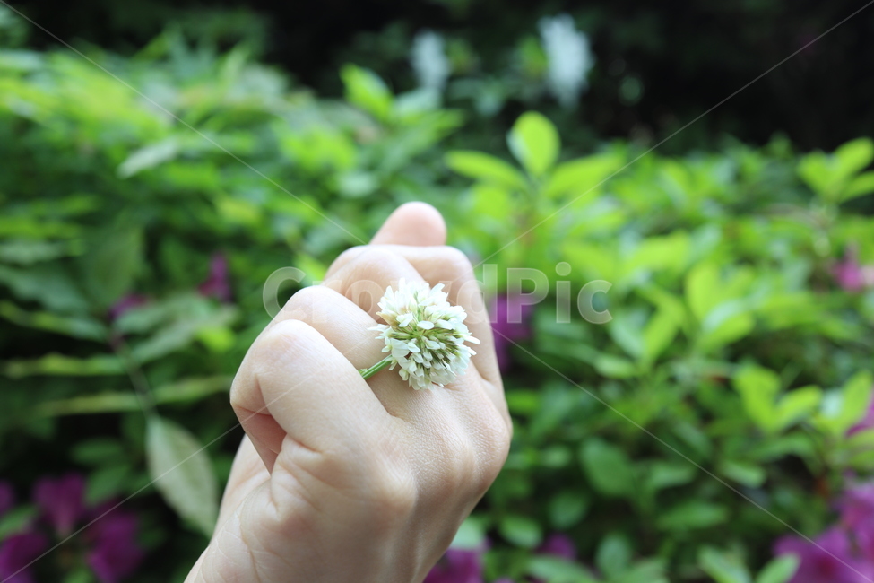 토끼풀,크로바꽃,clover,반지,꽃반지,약속,자연,흰꽃,하얀꽃,반지꽃,ring,promise,nature,white,trifoliumrepens,flowerring,야외,공원,봄,spring