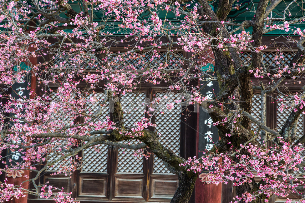 매화,봄,홍매화,봄소식,사찰,식물,꽃,flower