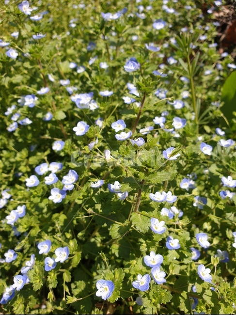 들꽃,야생화,봄꽃,한강,안양천,식물,자연,plants,nature,꽃,flower