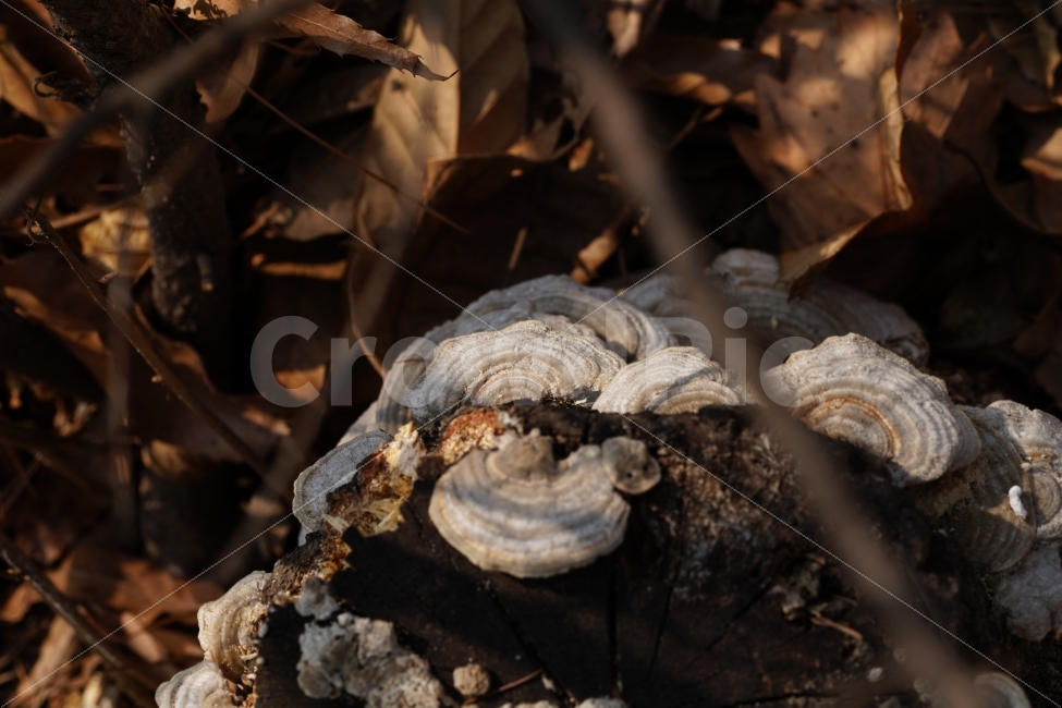 버섯,나무,식물,자연,낙엽,산,야채,mushroom,vegetable,fruit,과일,열매,food,식재료,식자재,요리,레시피,recipe,tree,한국자연,한국의자연,한국적인,nature,풍경,landscape,mountain,country,시골,감성,감성사진,힐링,힐링사진,스냅,스냅샷,스냅사진,스넵,스넵사진,스넵샷,snap,snapshot,식물,자연,plants,nature