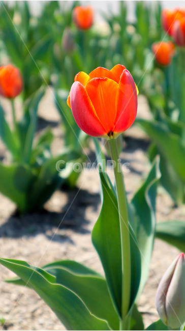 튤립,봄꽃,튤립축제,spring,season,식물,자연,붉은색,주황색,orange,red,flower,redflower,orangeflower,feeling,korea,plant,tulip,화려한,화사한,봄,축제