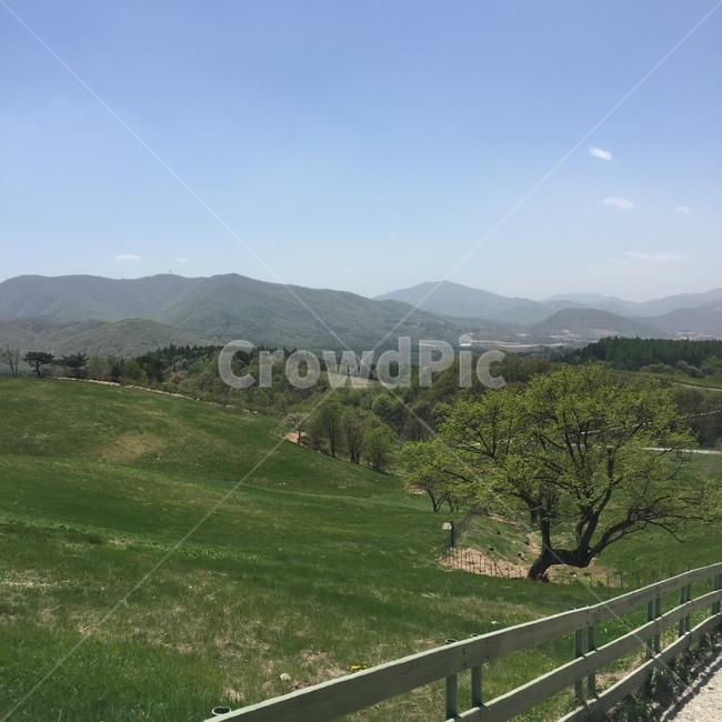 강원도,대관령,양떼목장,자연,양,풍경,자연,풍경,nature,landscape,outdoors,옥외