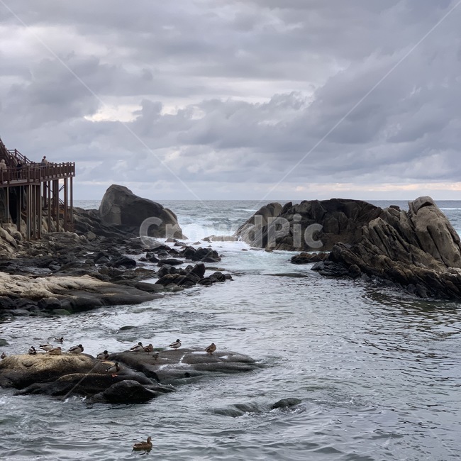 바다,sea,ocean,promontory,곶,nature,자연,outdoors,옥외,새,bird,파도,wave,자연,풍경,nature,landscape