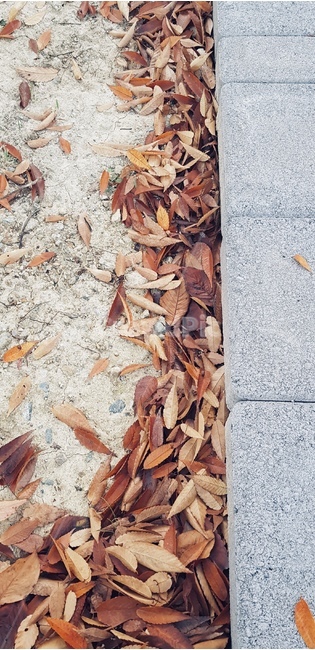 leaf,잎,plant,식물,공원