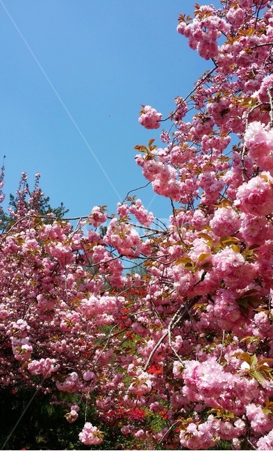 벚꽃,겹벚꽃,꽃놀이,벚꽃놀이,봄,식물,자연,plants,nature,꽃,flower