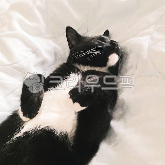 Meow,cat butler,cat bed,cat