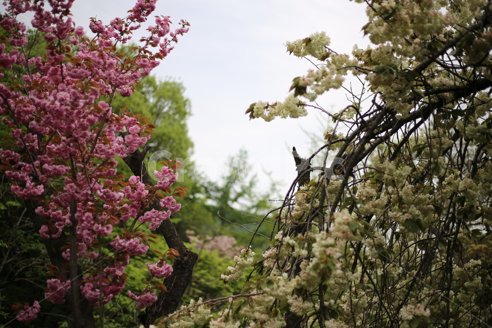 왕벚꽃,벚꽃,꽃,분홍,봄,식물,자연,plants,nature,꽃,flower