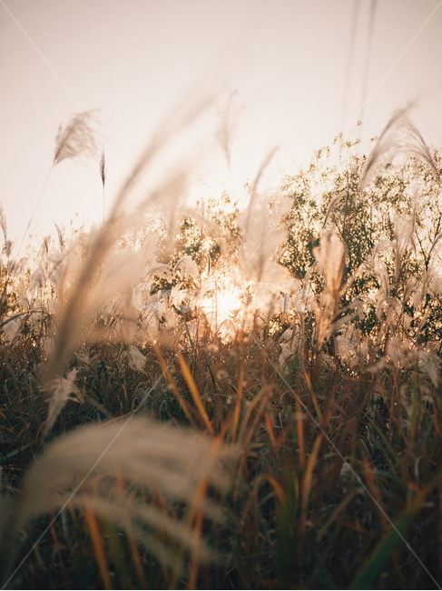 노을,해질녘,갈대,갈대밭,억새,sunset,reed