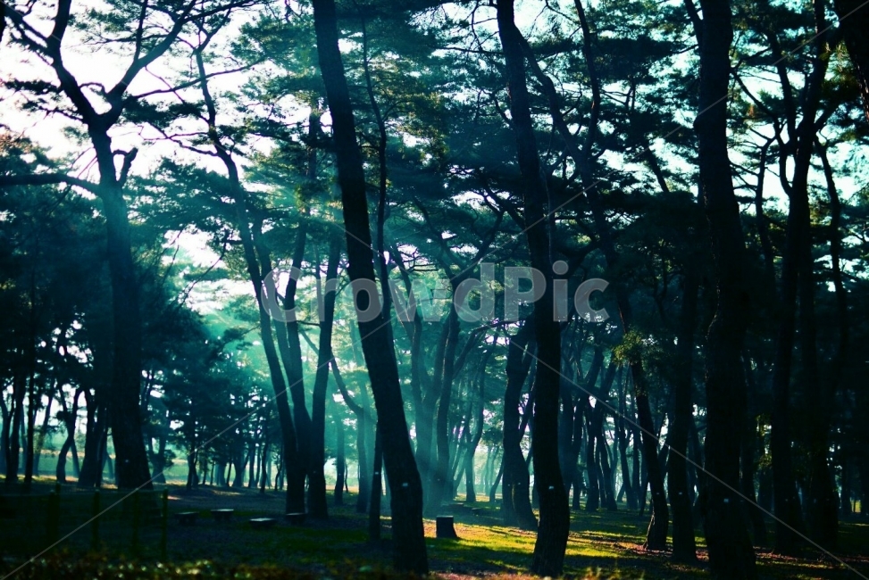 빛내림,송림,자연,아침햇살,빛,숲,풍경,nature,landscape,식물,plants,나무,trees,wood,휴식,힐링,rest,relaxation,healing,아침,눈부신,날씨,계절,따듯한,자연,풍경,nature,landscape,한국자연풍경,한국자연경관,korea nature landscape,식물,plants,나무,trees,wood,휴식,힐링,rest,relaxation,healing,plant,vegetation,초목,tree