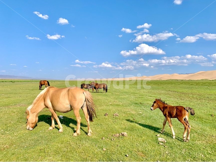 말,animal,동물,자연,nature,horse