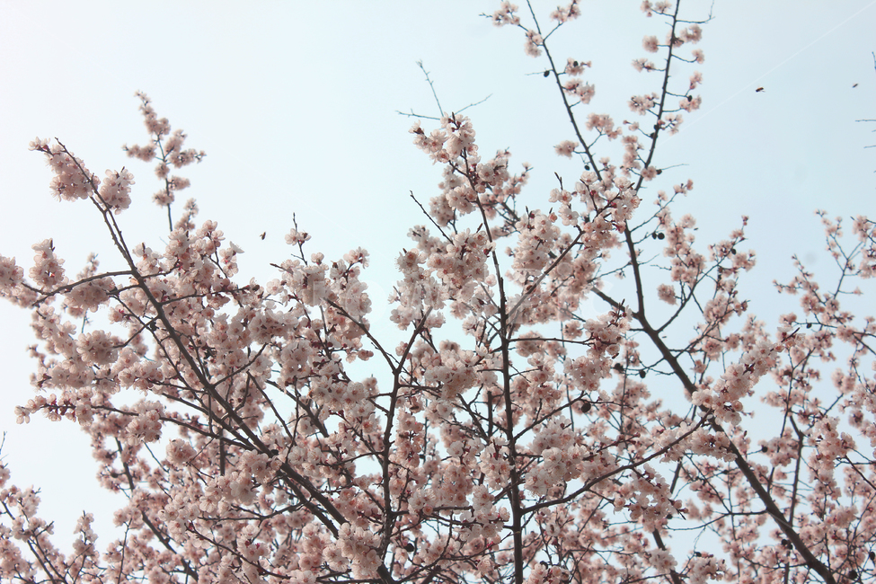 분홍,벚꽃,나무,꽃,봄,벚꽃시즌,봄,계절,spring,season,식물,자연,plants,nature,꽃,flower,plant,blossom