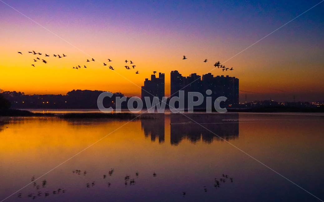 겨울철새,조류,철새,동물,호수,비행,군무,도시,풍경,city,landscape,한국도시풍경,한국도시경관,korea cityscape,실루엣,그림자,silhouette,shadow,nature,자연,outdoors,옥외,animal,bird,새