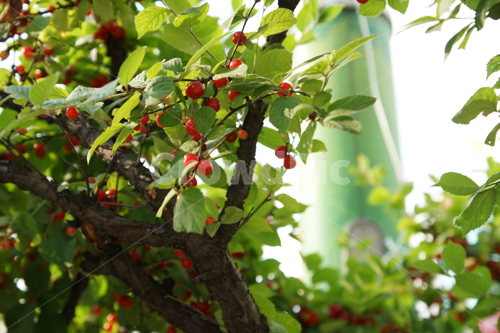앵두,나무,빨간열매,앵두나무,식물,plant,fruit,과일,자연,food