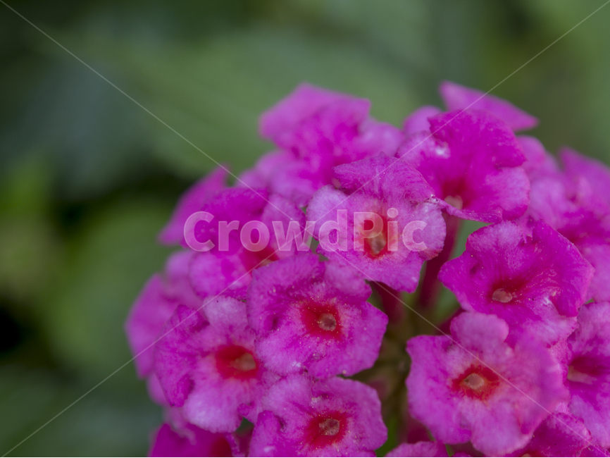 꽃,꽃잎,화분,화단,flower,식물,자연,plants,nature,꽃,flower