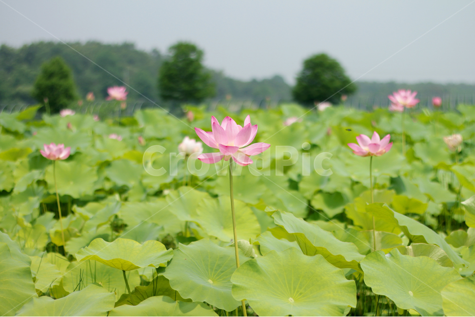 plant,식물,blossom,꽃,flower,lotus,연꽃,nature,자연,식물,자연,plants,nature
