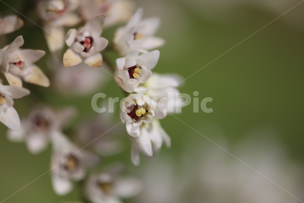 꽃,식물,자연,flower,접사,식물,자연,plants,nature,꽃,flower
