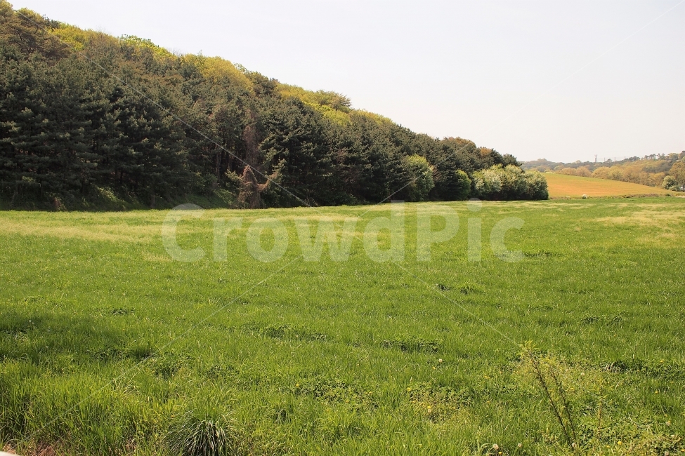 잔디,초원,들판,숲,나무,봄,5월,여행,풍경,배경,초록,자연,풍경,nature,landscape