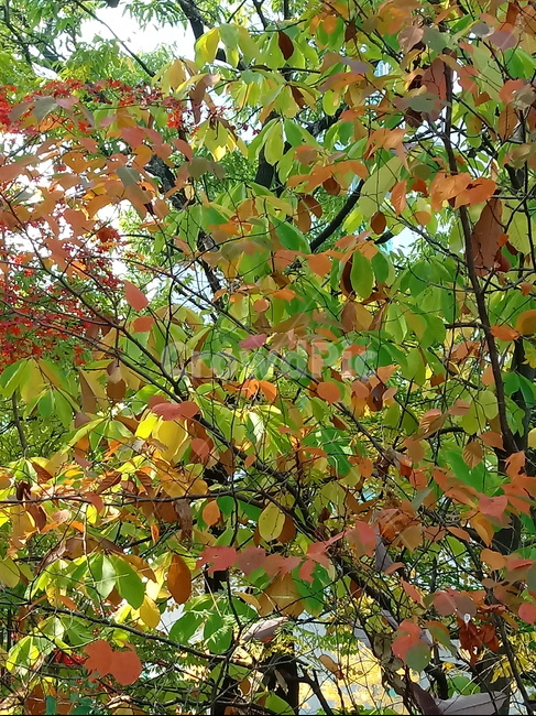 가을,단풍,낙엽,maple,plant,식물,단풍나무,단풍잎,leaf,잎,tree,나무,계절,fallautumnseason,가을단풍,자연,풍경,경치,가을,계절,fall,autumn,season,식물,자연,plants,nature,나무,trees,wood