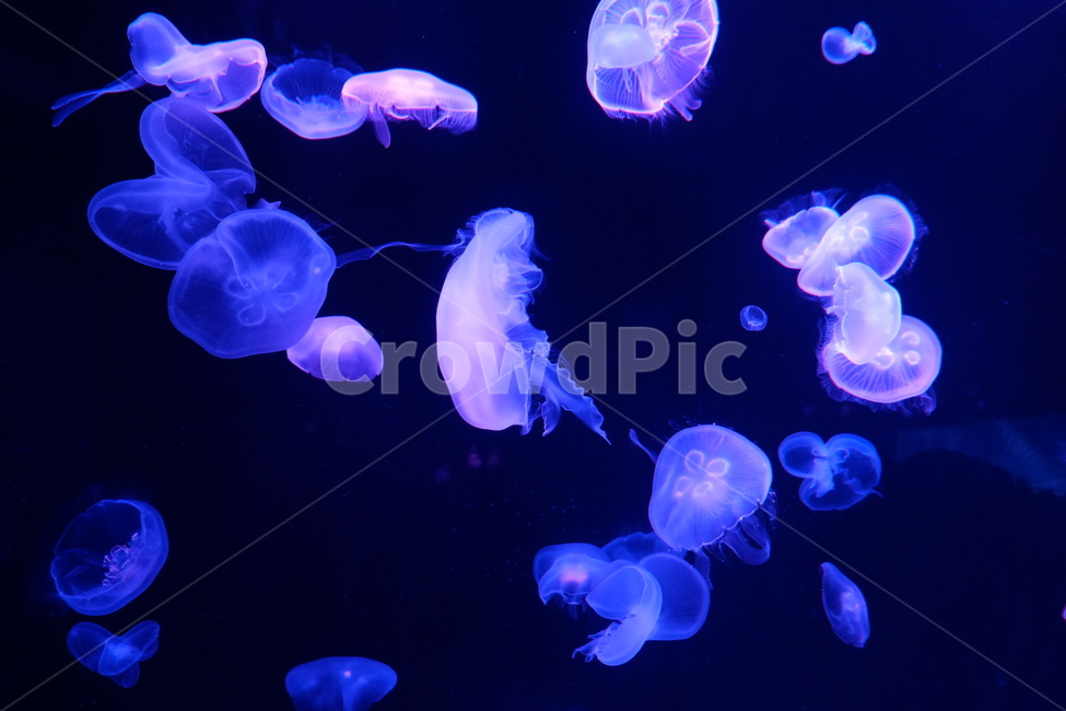 수족관,water,blue,해파리,jellyfish,젤리피쉬,동물,animal