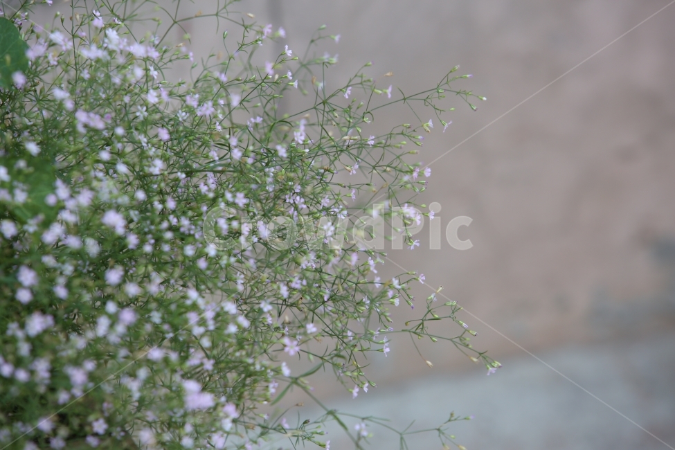 꽃,안개꽃,식물,흰색,꽃다발,식물,자연,plants,nature,꽃,flower