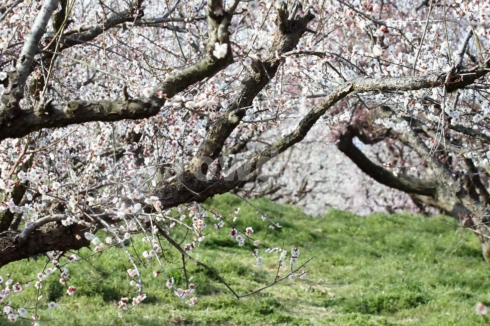 봄,매화,식물,자연,해남,매실농원,계절,초록,분홍,흰색,flower,spring,season,nature,나무,trees,화사함,아름다움,매실,매화꽃,pink,white,green,봄,계절,spring,season,식물,자연,plants,nature,꽃,flower,plant,blossom,cherry blossom,벚꽃