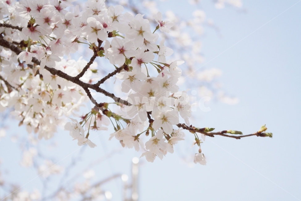 벚꽃,봄,봄꽃,벚꽃놀이,꽃송이,봄,계절,spring,season,plant,식물,flower,꽃,blossom