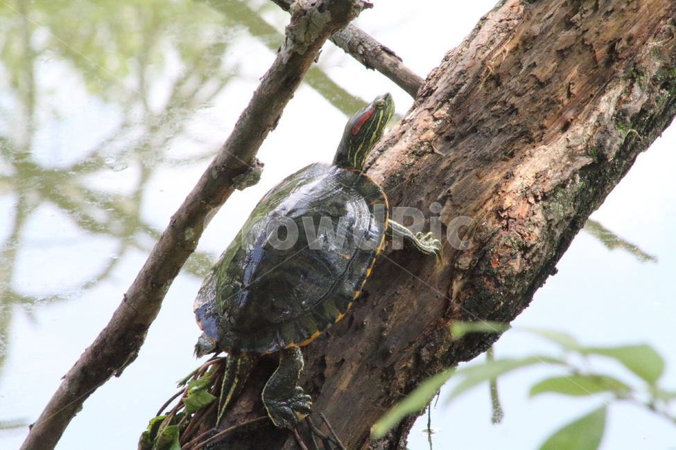 붉은귀거북,거북,민물거북,동물,redearedslider,거북이,동물,animal,파충류,양서류,reptile,amphibian