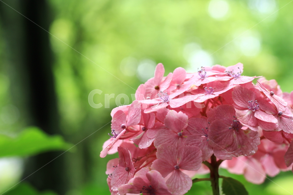수국,이슬,분홍색,분홍,꽃,아침,근접,싱그러운,식물,자연,plants,nature,꽃,flower