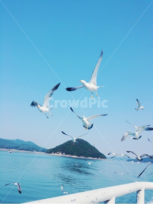 갈매기,isalnd,seagull,하늘,바다