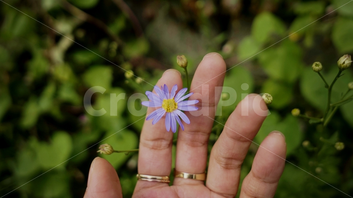 꽃,풀,손,초록,감성,식물,자연,plants,nature,꽃,flower,사람,인물,인간,human,person,감성,sensible,feeling,연출,컨셉,콘셉,direction,concept