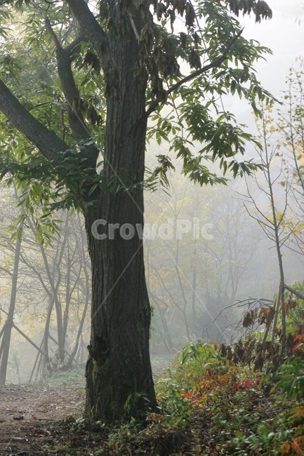 가을,은행나무,밤나무,자연,나무,식물,감성,안개,단풍,풍경,자연풍경,nature,fall,autumn,trees,green,yellow,식물,자연,plants,nature,나무,trees,wood