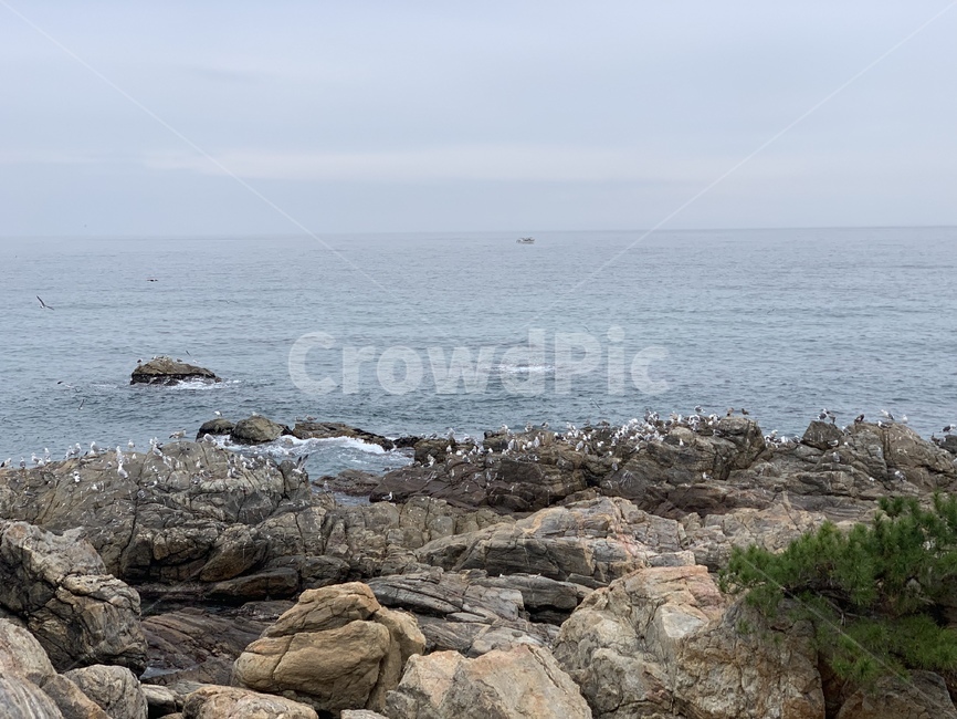 낙산사,풍경,자연,기러기,바위,돌,바다,sea,자연,풍경,nature,landscape