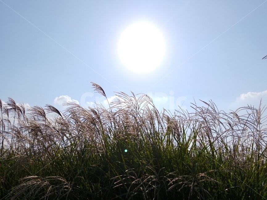 갈대,억세,풀,식물,가을,plant,reed,햇빛,가을,계절,fall,autumn,season